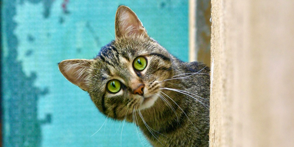 Pet sitting et naturopathie pour animaux