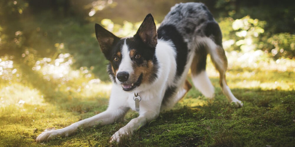 Pet sitting et naturopathie pour animaux