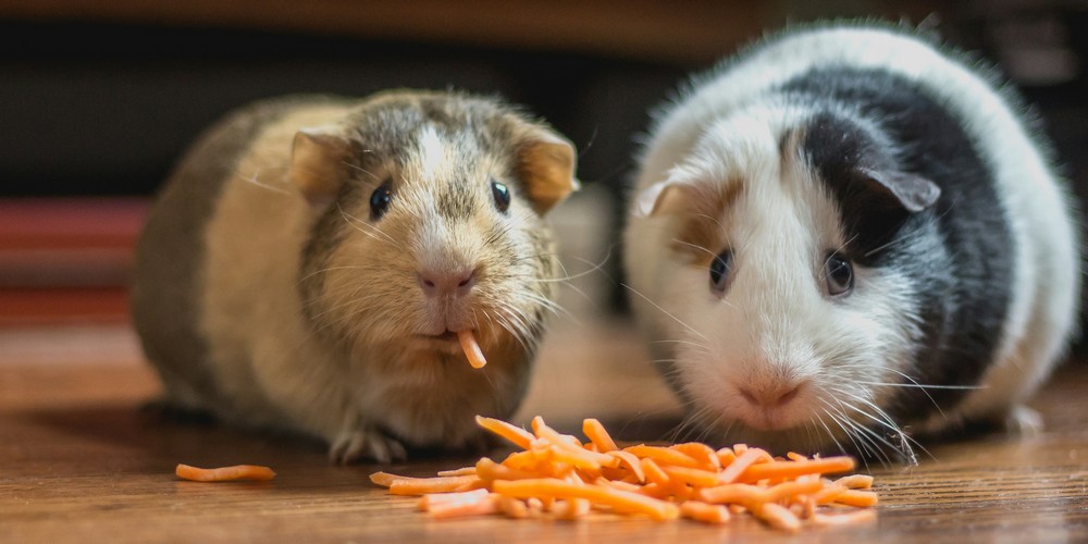 Pet sitting et naturopathie pour animaux