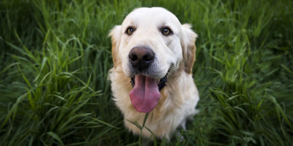 Pet sitting et naturopathie pour animaux